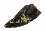 Serrated, Raptor Tooth - Real Dinosaur Tooth #115968-1